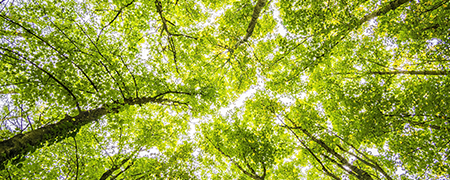 floresta floresta